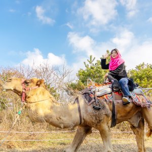 [제주] 낙타트래킹+먹이주기체험