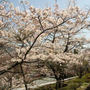 [도쿄]하코네 코와키엔 유넷산 입장권