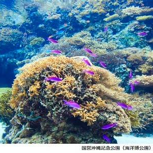 [오키나와] 츄라우미 수족관
