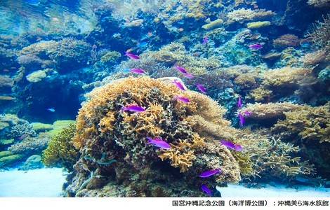 [오키나와] 츄라우미 수족관 (현장 수령)
